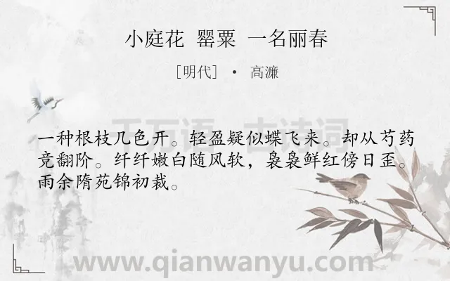 《小庭花 罂粟 一名丽春》作者是明代的高濂.诗词全文约共48字.